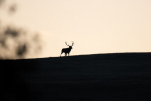 Cerf en silhouette
