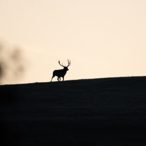 Cerf en silhouette