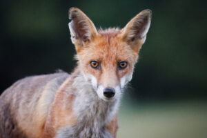 Dans les yeux du renard