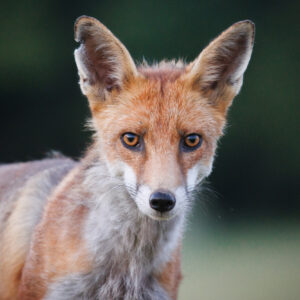 Dans les yeux du renard