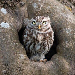Chevêche à la loge