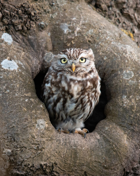 Chevêche à la loge