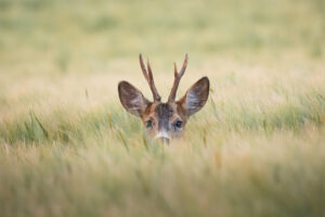 Chevreuil de blé