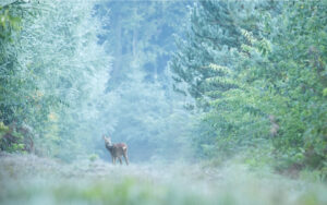 Chevreuil à la rosée gelée