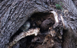 Chouetton de chevêche