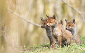 L'arrivée du goûter