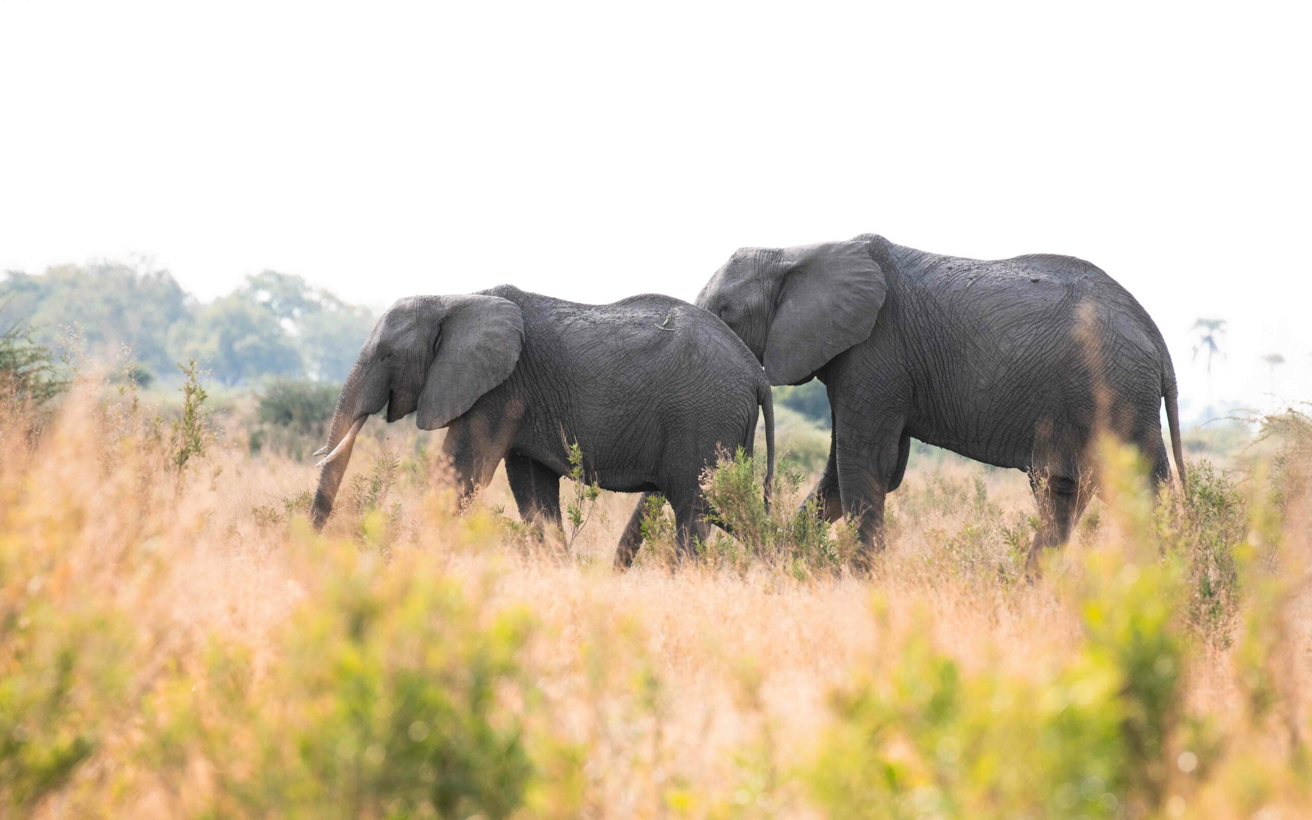 File indienne joyeuse